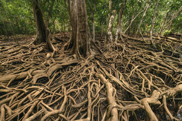 A vast network of intertwined mangrove roots in the Thapom Klong Song Nam mangrove forest, Krabi province, Thailand. Unique tropical wetland ecosystem with clear water and dense vegetation