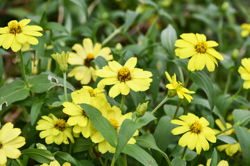 ヒャクニチソウ（ジニア）「ベリーズダブル　イエロー」Common zinia、youth-and-old-age