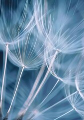dandelion seed head