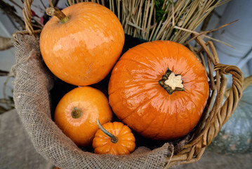 Rustic basket with four yellow and orange pumpkins of various sizes used as outdoor halloween decorations autumn harvest seasonal arrangement and festive thanksgiving display on porch