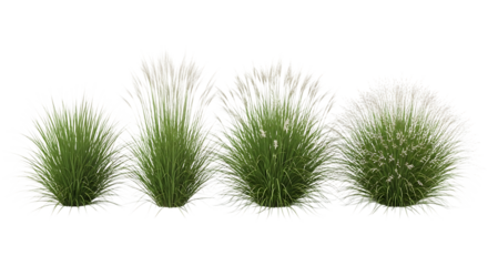 A collection of ornamental grass bushes isolated on transparent background, perfect for adding a touch of natural beauty to any landscape design project