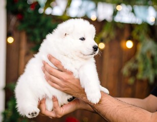 Puppy held in hands, festive background