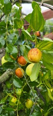 jujube on tree