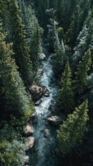 Aerial view of a pristine, rocky river flowing through a dense evergreen forest, sunlight dappling the canopy