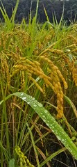 Water droplets on rice leaves