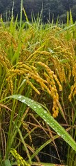 Water droplets on rice leaves