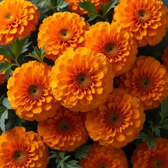 orange chrysanthemum flowers