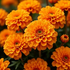 orange chrysanthemum flowers
