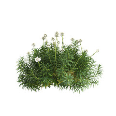 3d illustration of bush Hosta rainforest sunrise isolated on transparent background