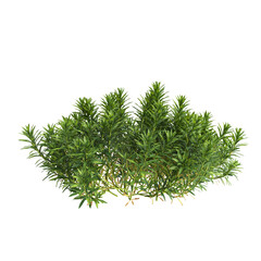 3d illustration of bush Hosta rainforest sunrise isolated on transparent background