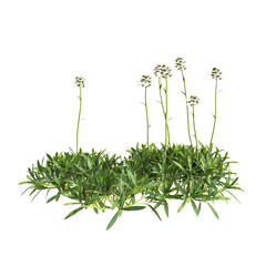 3d illustration of bush Iberis sempervirens isolated on transparent background