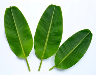 Vibrant Banana Leaf Trio Against a Pristine White Backdrop