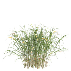 3d illustration of bush Miscanthus floridulus isolated on transparent background