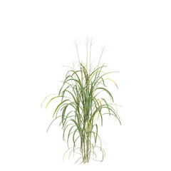 Fototapeta premium 3d illustration of bush Miscanthus floridulus isolated on transparent background