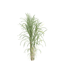 3d illustration of bush Miscanthus floridulus isolated on transparent background