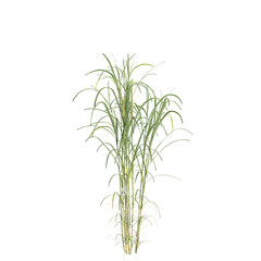 Fototapeta premium 3d illustration of bush Miscanthus floridulus isolated on transparent background