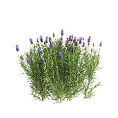 Obraz premium 3d illustration of bush Lavandula stoechas isolated on transparent background