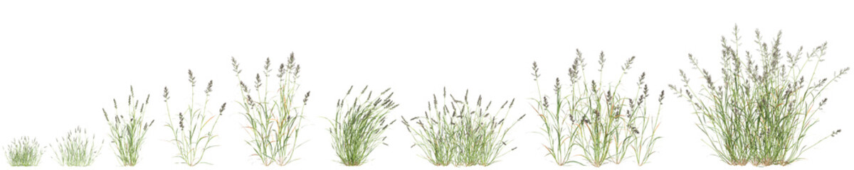 3d illustration of set bush Polypogon fugax isolated on transparent background
