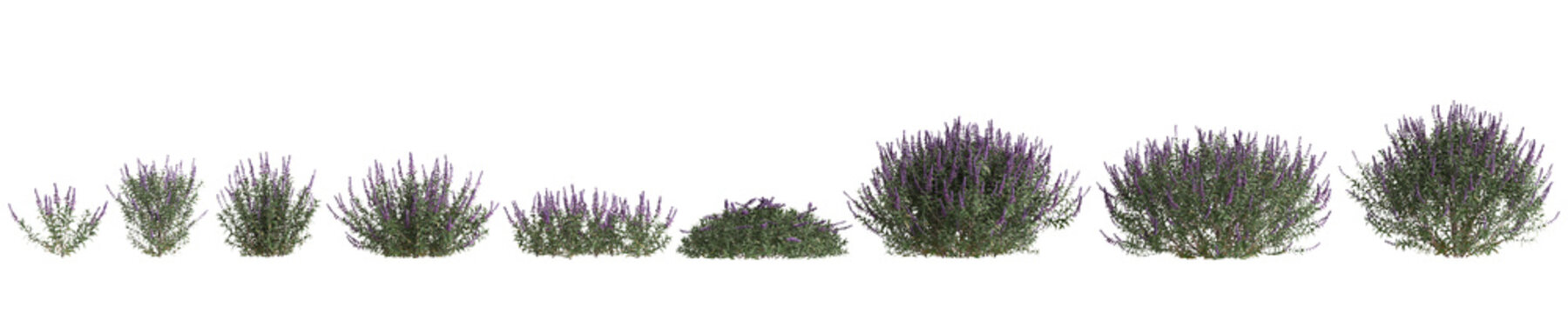 3d illustration of set bush Salvia leucantha isolated on transparent background