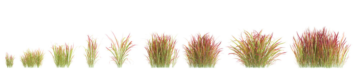 3d illustration of set bush Imperata cylindrica rubra isolated on transparent background