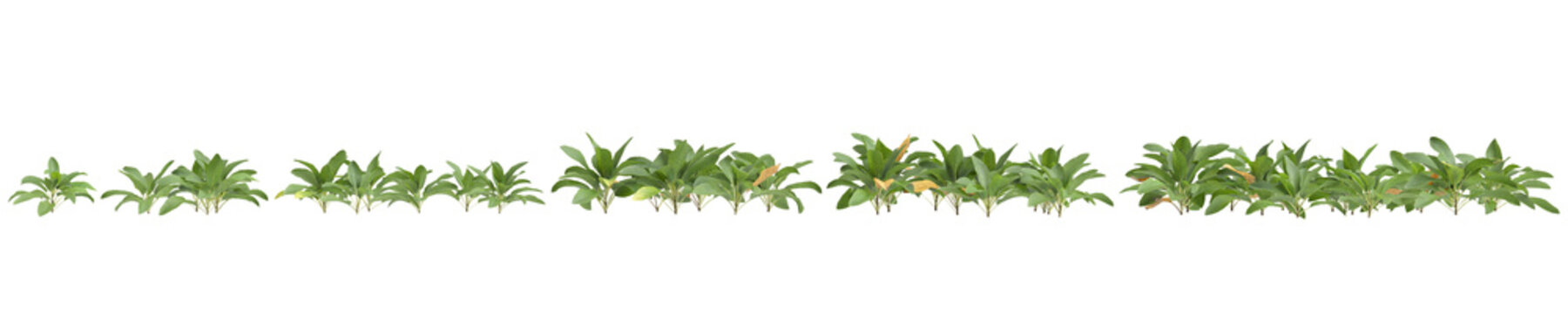 3d illustration of set bush Stachys byzantina isolated on transparent background