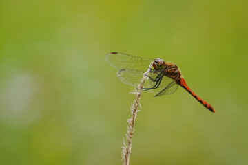 枝にとまる赤トンボ