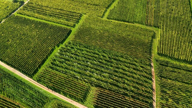 Aerial View of Vineyard Fields with Intersecting Dirt Roads