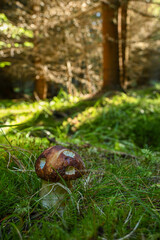 Porcini mushroom thriving on mossy forest floor in natural light