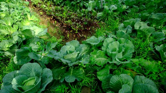 Wide angle shot and vertical pan of well grown entire vegetable garden with lot of white cabbages and beetroots and other veggies like tomatoes and cucumber growing in sand rich soil.