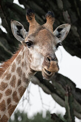 Fototapeta premium South Africa