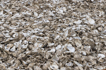 Abandoned oyster shells on sandy shore coastline