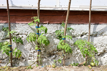 Young tomato bushes are tied to wooden stakes, which symbolizes careful cultivation and the anticipation of a future harvest.
