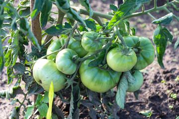 A close-up view of green tomatoes ripening on a branch, surrounded by lush leaves. This image symbolizes growth, the anticipation of a future harvest, and natural freshness, filling the air with tranq