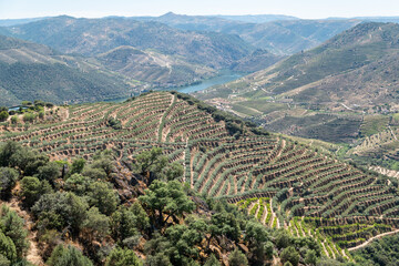 Paisagem serena com um olival em meio às montanhas com o rio Douro ao fundo num dia ensolarado em...