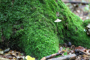 A small mushroom growing on a tree trunk covered with thick green moss, creating a magical image of the forest flora.