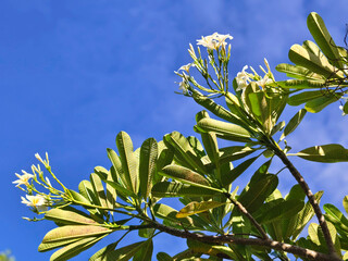 Flourishing tropical flowering tree sunny sky nature photography lush environment upward perspective botanical beauty