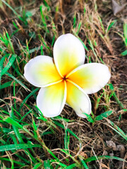Delicate white flower on green grass nature photography outdoor close-up beauty of flora