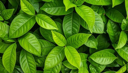 Lush green leaves densely packed