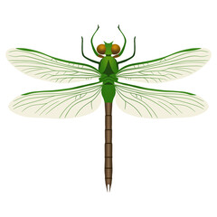 Dragonfly Illustration