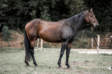 Fototapeta premium brown quarter horse pretty animal equine