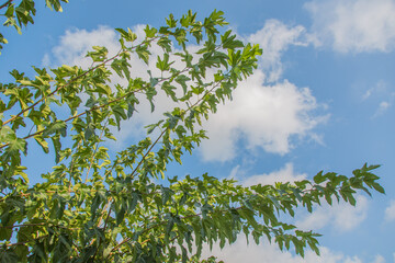 Branches with leaves of a mulberry tree with blue sky and clouds, Peloponnes, Greece