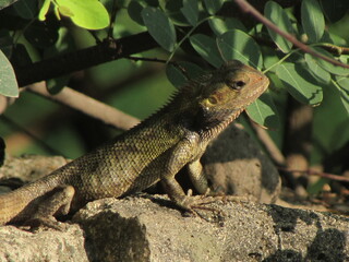 bearded dragon lizard