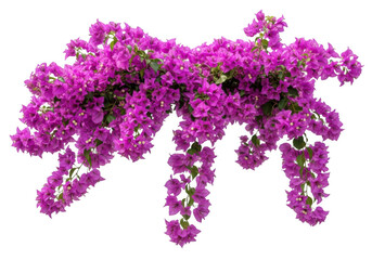 Vibrant magenta bougainvillea flowers cascading downward isolated on transparent background