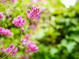 A cluster of coral vine flowers with vivid pink tones and soft green blurred background. Perfect for use as a decorative floral background