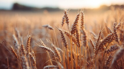 Fototapeta premium golden wheat field