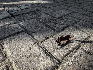 Lonely leaf rests on silent stone path