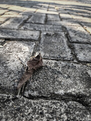Lonely leaf rests on silent stone path