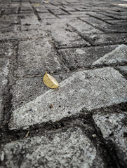Lonely leaf rests on silent stone path