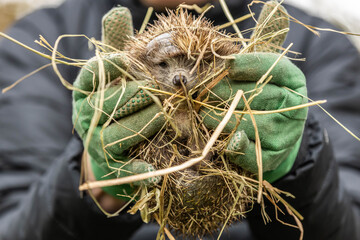 ein geretteter Igel wird mit Handschuhen getragen und in einem Garten wieder in die Freiheit gelassen