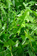 Colorado Potato Beetle on Green Leaves Close Up